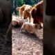 Two golden retriever Dogs and their puppies playing #dog #puppy #cutedog #pets #trending #shorts