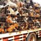 USA Vets Extract 450 Dogs From Korean Dog Meat Farm These Are The Missions of K9 Global Rescue