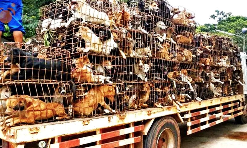 USA Vets Extract 450 Dogs From Korean Dog Meat Farm These Are The Missions of K9 Global Rescue