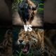 "Ultimate Animal Battles 🐾 | Jaguar vs Walrus, Cape Buffalo vs Wolf & More!" #animals #wildlife