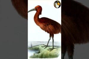 Un ave que tuvo el mismo final que el dodo #parati #shorts #shortsyoutube #youtubeshorts #animales