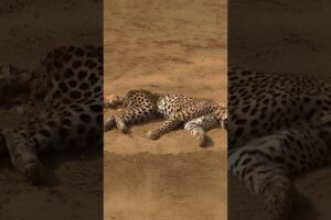Unlucky Cheetah Caught by a Pride of Lions  #animals  #wildlife  #predatorvsprey