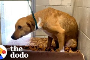 "Very Aggressive" Shelter Dog Turns Into The Sweetest Girl | The Dodo
