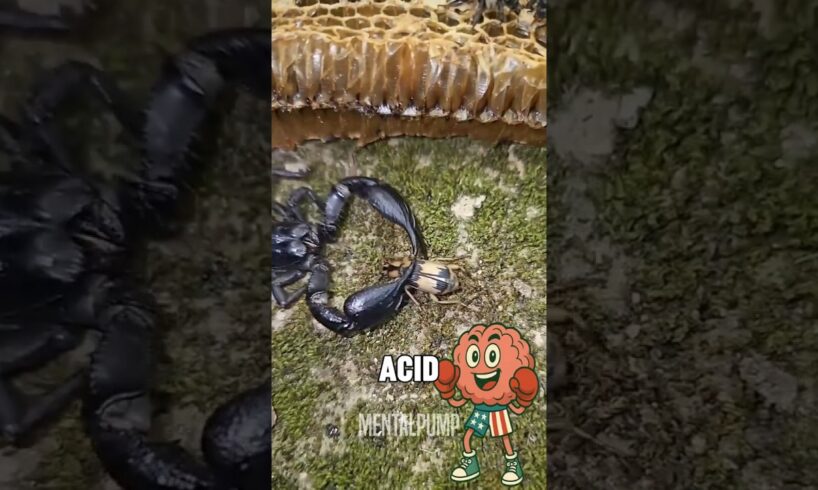 WILD ANIMAL FIGHTS CAUGHT ON CAMERA 🐾