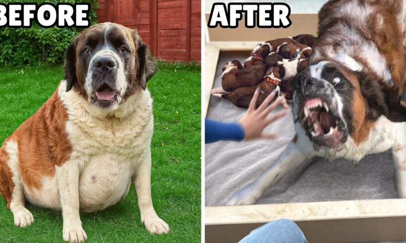 We Rescued a Pregnant Dog and it became our Biggest Nightmare