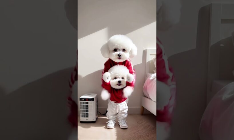 What a pair of cute puppies. They are dressed brightly today. #dog #doglover #cutedog #dogoftheday