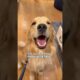 Which bunk bed do I buy my dog? #dogsofyoutube #dog #dogs #husky #goldenretriever #puppy