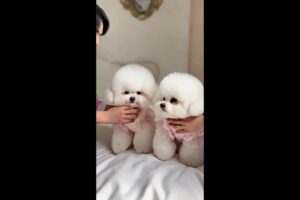 Which family has such cute puppy twins! #Cute puppies# #Furry kids#