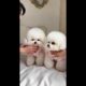 Which family has such cute puppy twins! #Cute puppies# #Furry kids#