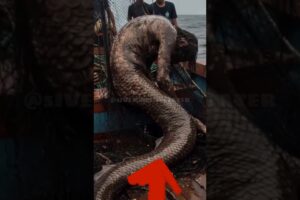 Wild & Dangerous: Top 5 Close Call Moments Caught on Film