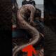 Wild & Dangerous: Top 5 Close Call Moments Caught on Film