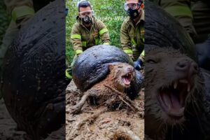 Wild animal stuck with giant snail — rescue team rushes in #animalrescue  #wildliferescue