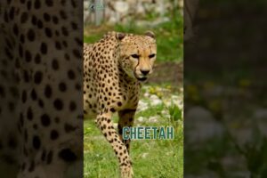 Wildlife’s Battle for Survival in the Jungle 🦁 #wildlife #animals #shorts #worldwildlife #nature #yt