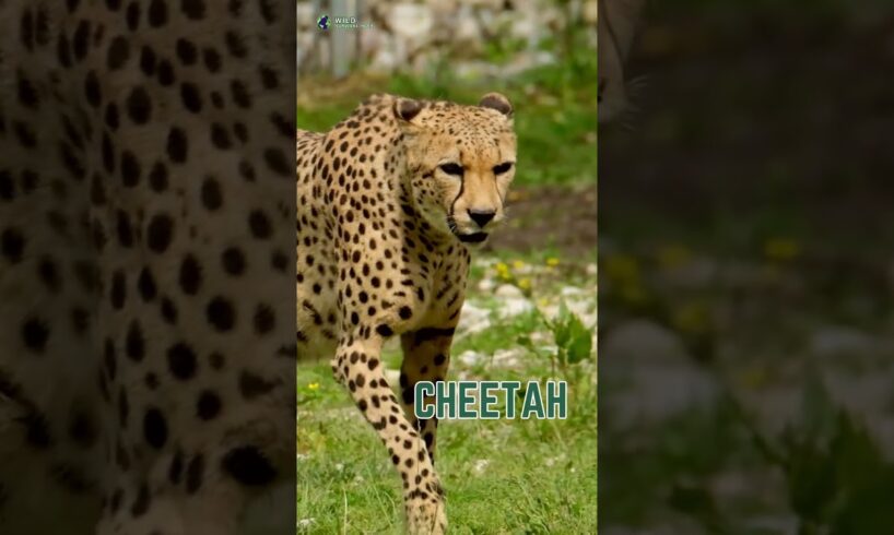 Wildlife’s Battle for Survival in the Jungle 🦁 #wildlife #animals #shorts #worldwildlife #nature #yt