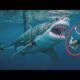 You Won't Believe What Happens When These People Encounter Sharks