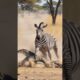 Zebra Fights Off Deadly Crocodile! #rescue #animals #Wildlife#shorts