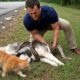 animal rescue : Brave Cat Rescues Husky from a Dangerous Situation