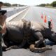animal rescue: rescuing mother rhino attacked by acona python