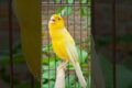 bird sound #bird #canary #animal #canarysinging #birds #birdsounds #birdsinging #animals #canarysong