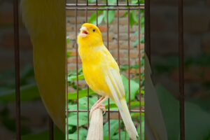 bird sound #bird #canary #animal #canarysinging #birds #birdsounds #birdsinging #animals #canarysong