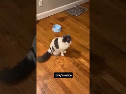 cat vs dog fights #africa #wildlife #funny #argentina #entertainment #goodvibes #animal #fight #fyp