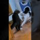 cats wrestling fights #cat #funny #love #animal #wildlife #reels #shorts #world #goodvibes #africa