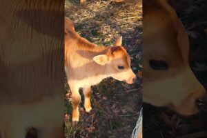 cute baby cow playing adorable video #cow #cowvideos #cowcalf #babycow #animals #trending #shorts