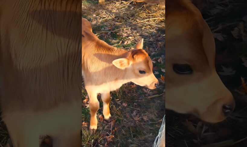 cute baby cow playing adorable video #cow #cowvideos #cowcalf #babycow #animals #trending #shorts