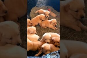 cute golden retriever puppies playing #puppy #dog #dogvideos #trending #pets #puppies #dogs #shorts