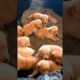 cute golden retriever puppies playing #puppy #dog #dogvideos #trending #pets #puppies #dogs #shorts