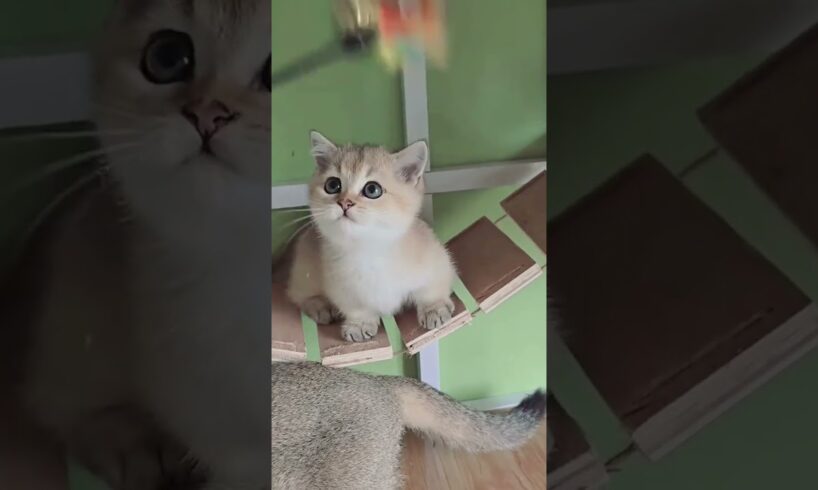 cute kitten -- play with munchkin