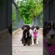 cute pet puppies on bridge #puppy #cute #pets #funny #dog #animals #shorts