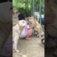 cute puppies 807