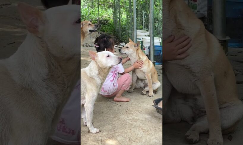 cute puppies 807