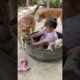 cute puppies 826