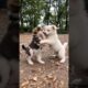 cute puppies adorable video #puppy #cute #cutedog #dog #shorts