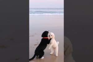 cute puppies are playing around #puppy #cute #cutedog #dog #viral #shorts