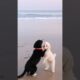 cute puppies are playing around #puppy #cute #cutedog #dog #viral #shorts