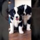 cute puppies barking adorable video #puppy #barking #dog #pets #cutedog #trending #dogvideos #shorts