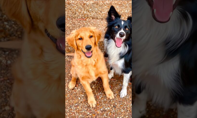 cute puppies barking adorable video #puppy #dog #cutedog #barking #trending #dogs #dogvideos #shorts