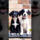 cute puppies barking adorable video #puppy #dog #dogvideos #trending #pets #barking #cutedog #shorts