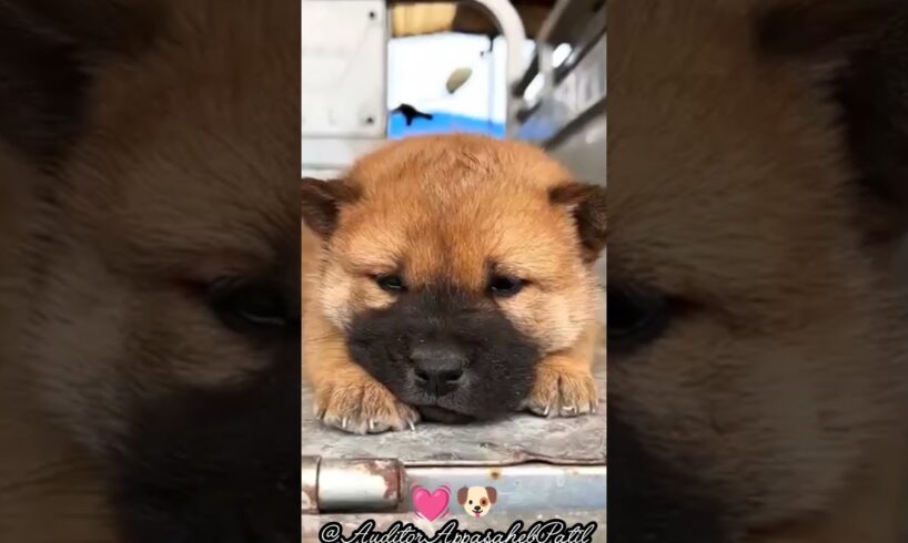 cute puppies crying video, dog voice dogsound ||dogsounds dogbarking #dog