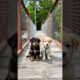 cute puppies funny moment video #puppy #cute #pets #funny #dog #viral #shorts