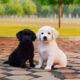 cute puppies funny video #puppy #cute #cutedog #dog #animals #shorts