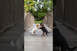 cute puppies funny video #puppy #cute #cutedog #dog #pets #animals #shorts