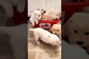 cute puppies playing adorable video #puppy #dog #cutedog #puppies #trending #pets #dogvideos #shorts