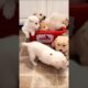 cute puppies playing adorable video #puppy #dog #cutedog #puppies #trending #pets #dogvideos #shorts