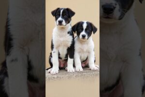 cute puppies playing and barking #dog #puppy #funny #pets #animals #shorts