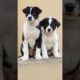 cute puppies playing and barking #dog #puppy #funny #pets #animals #shorts
