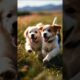 cute puppies playing and running #dog #puppy #cutedog #dogs #pets #trending #dogvideos #pup #shorts